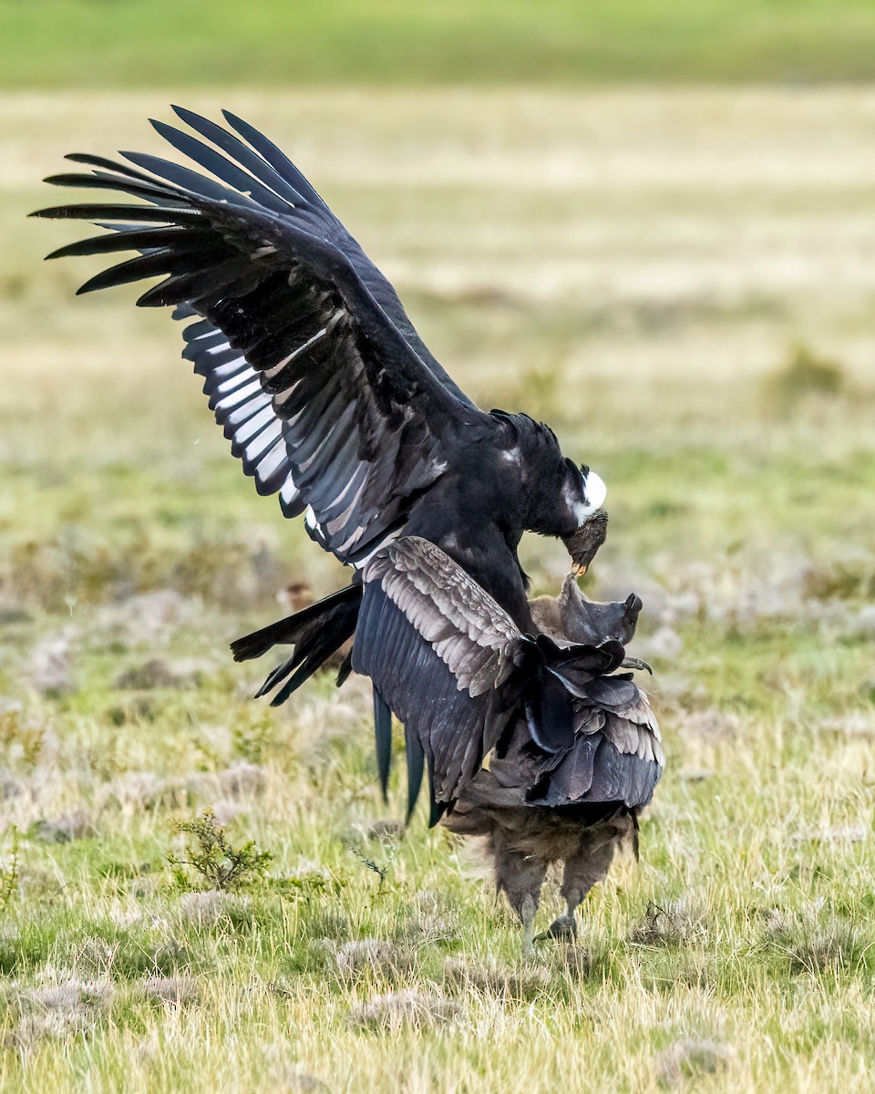 kondor andský - ML645007242