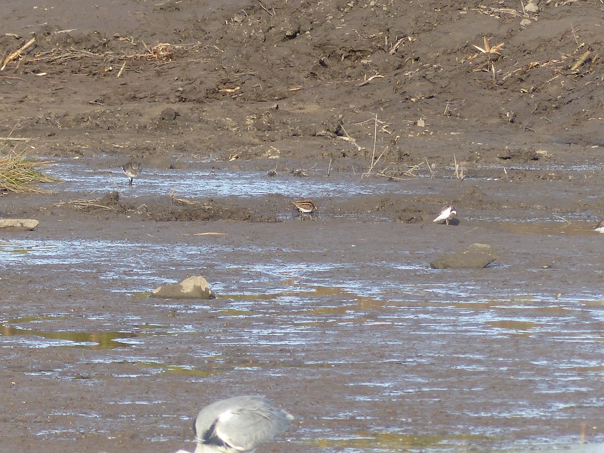 Jack Snipe - ML645007246