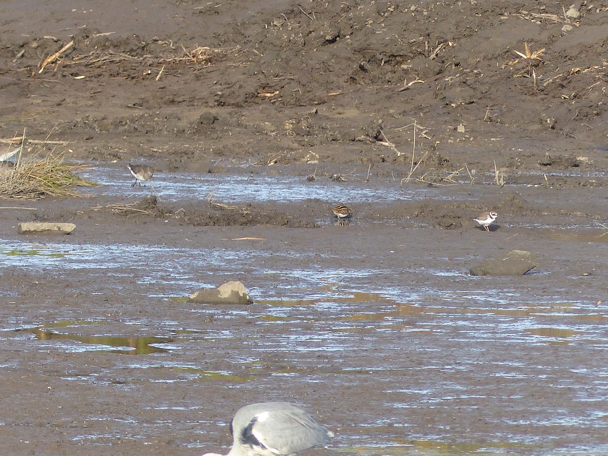 Jack Snipe - ML645007248