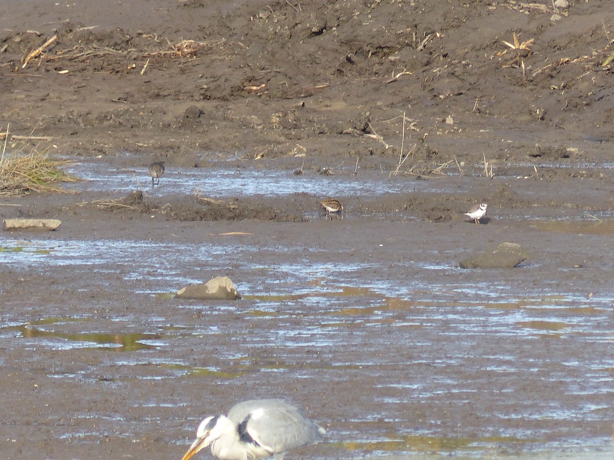 Jack Snipe - ML645007249
