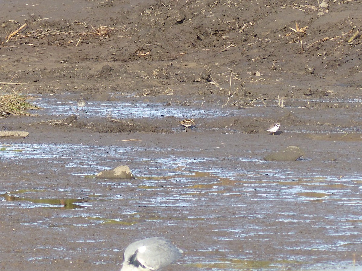 Jack Snipe - ML645007250