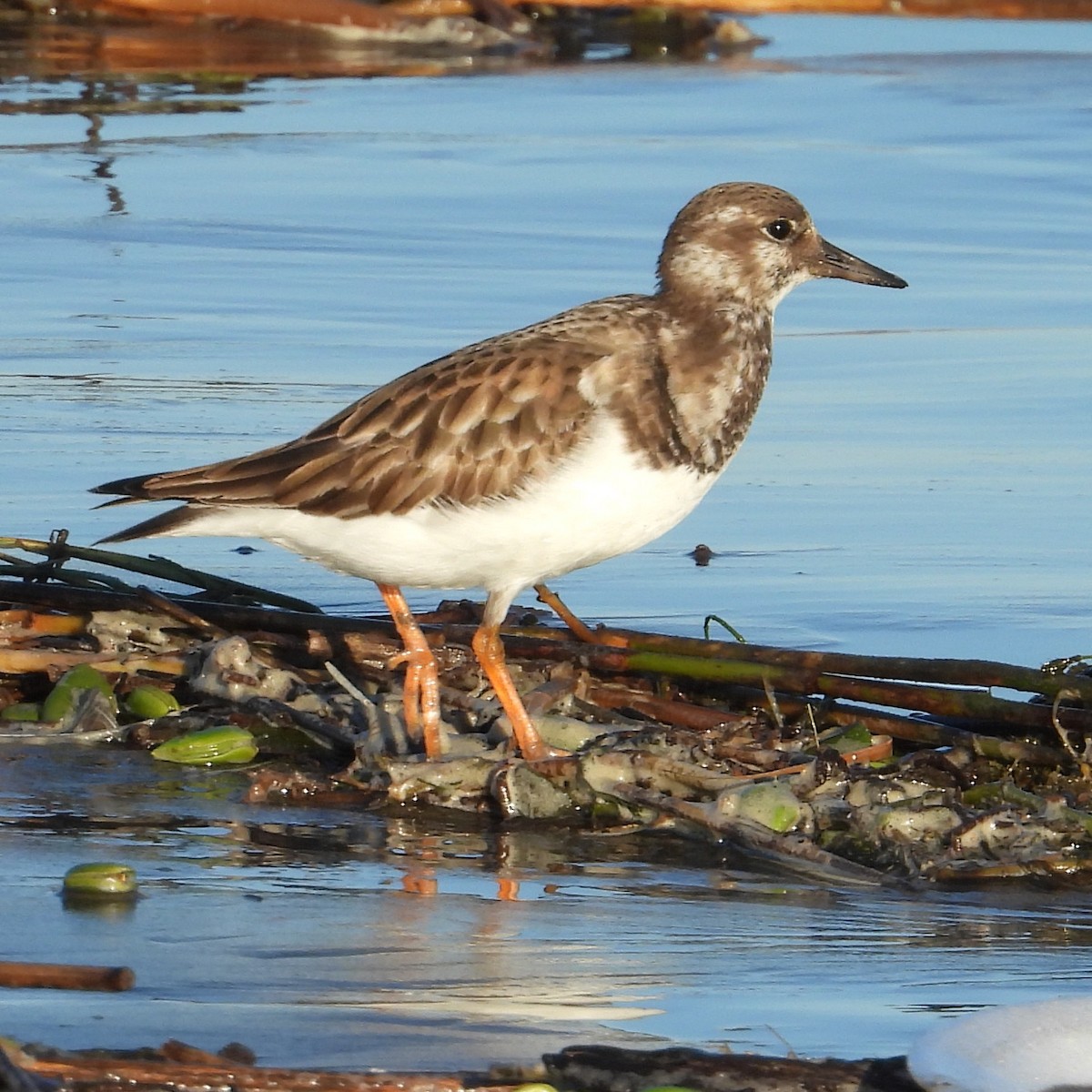 Ruddy Turnstone - ML645007251