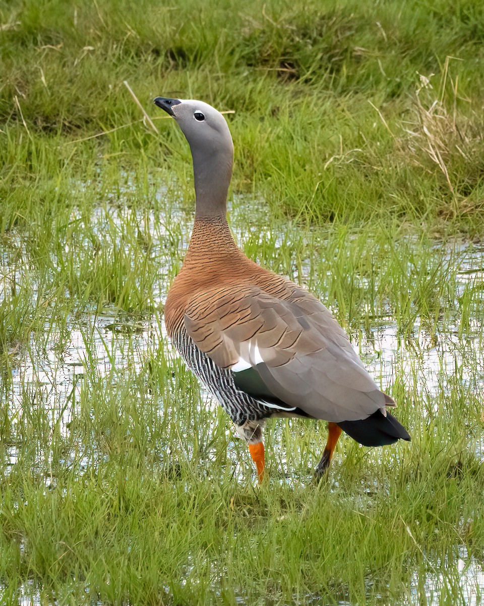husice rudoprsá - ML645007292