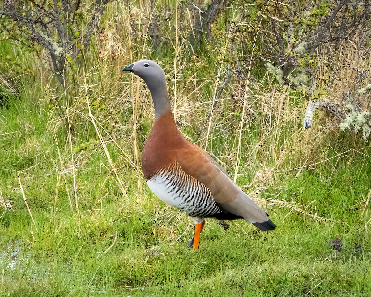 husice rudoprsá - ML645007293