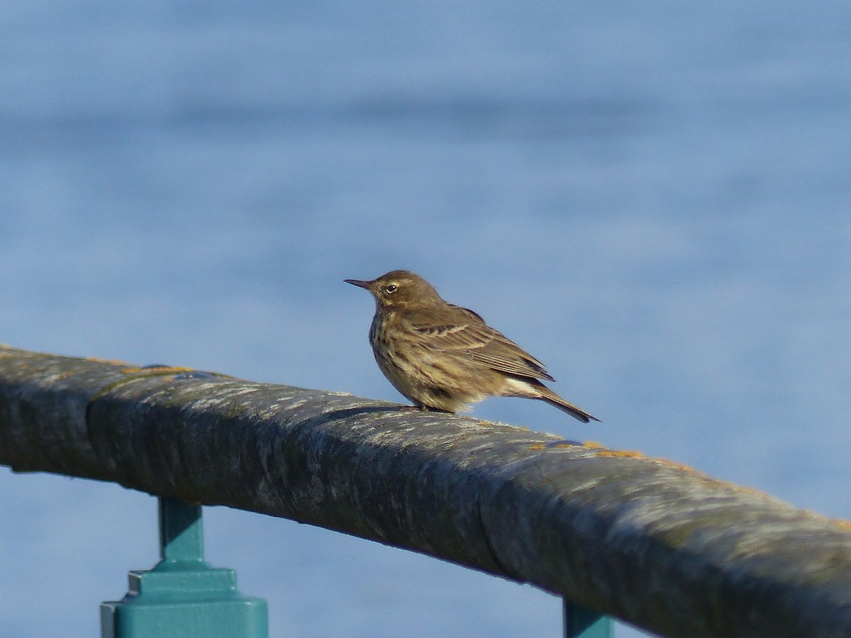 Rock Pipit - ML645007307