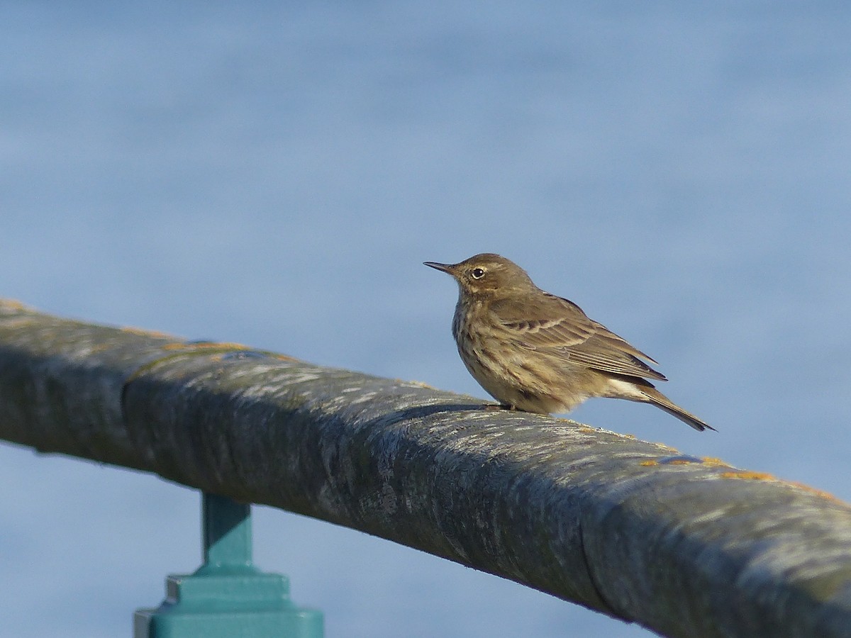 Rock Pipit - ML645007309