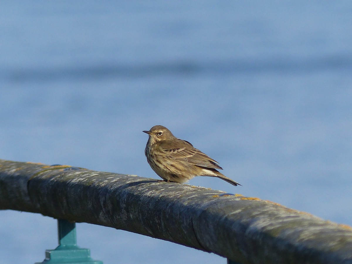 Rock Pipit - ML645007310