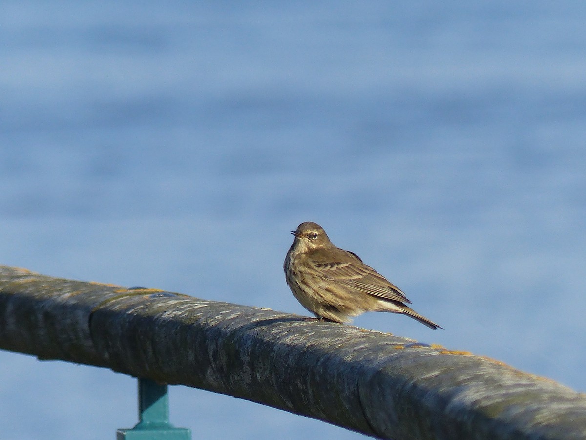 Rock Pipit - ML645007311