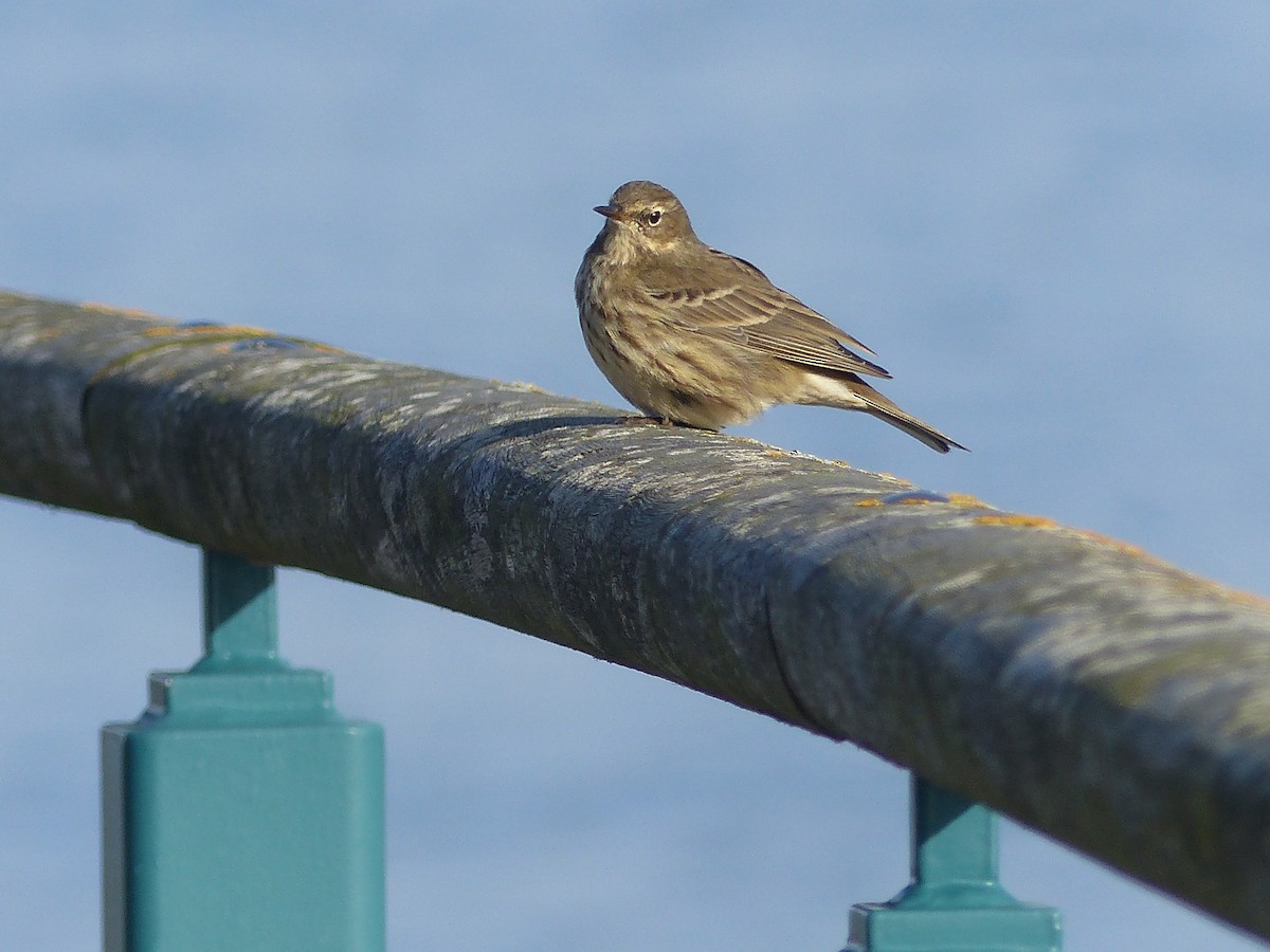 Rock Pipit - ML645007312