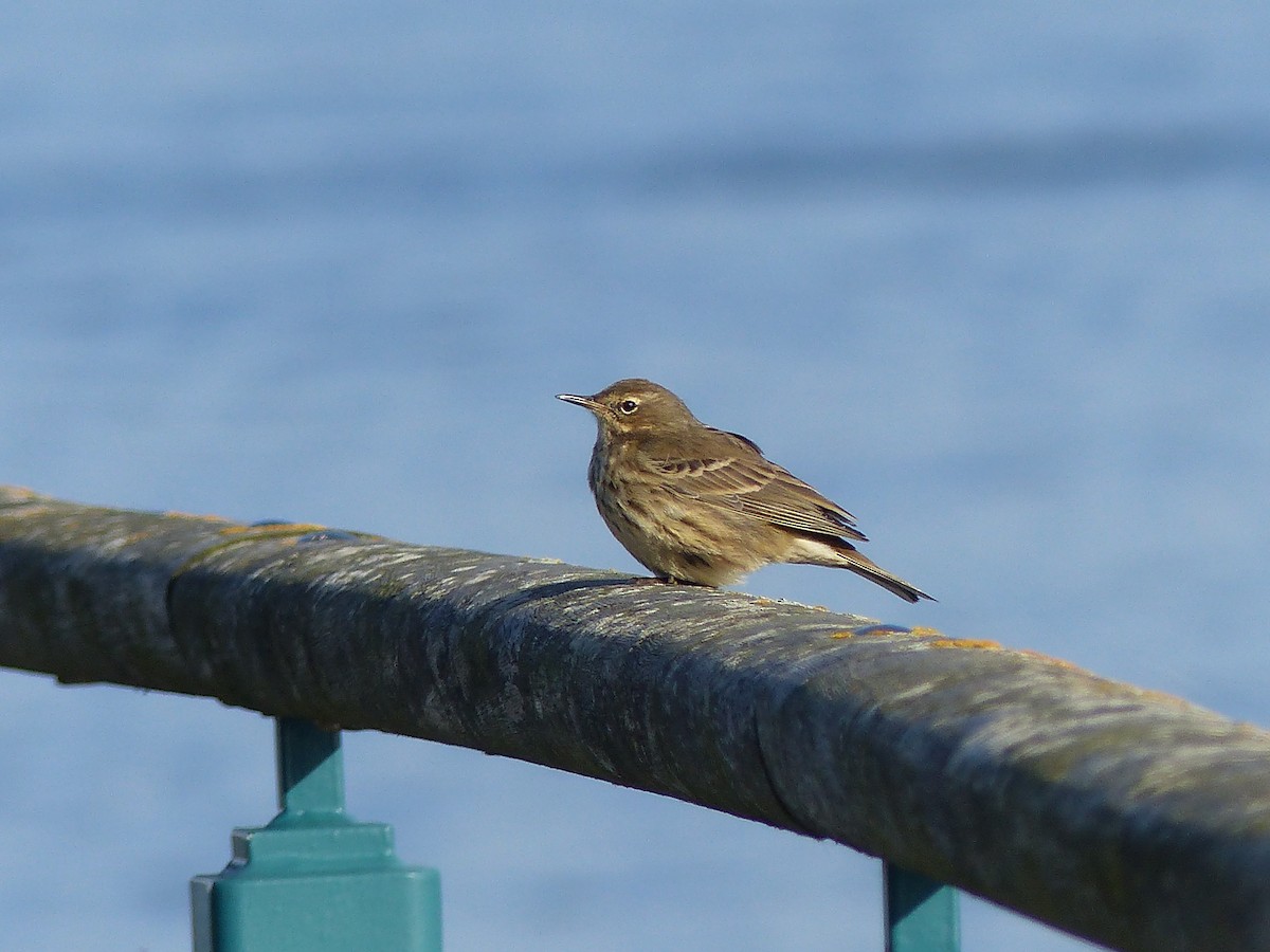 Rock Pipit - ML645007313