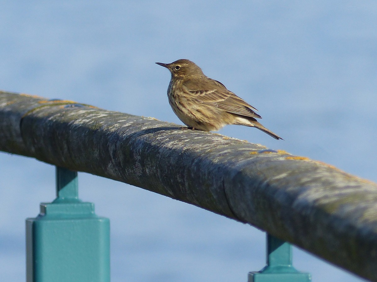 Rock Pipit - ML645007314