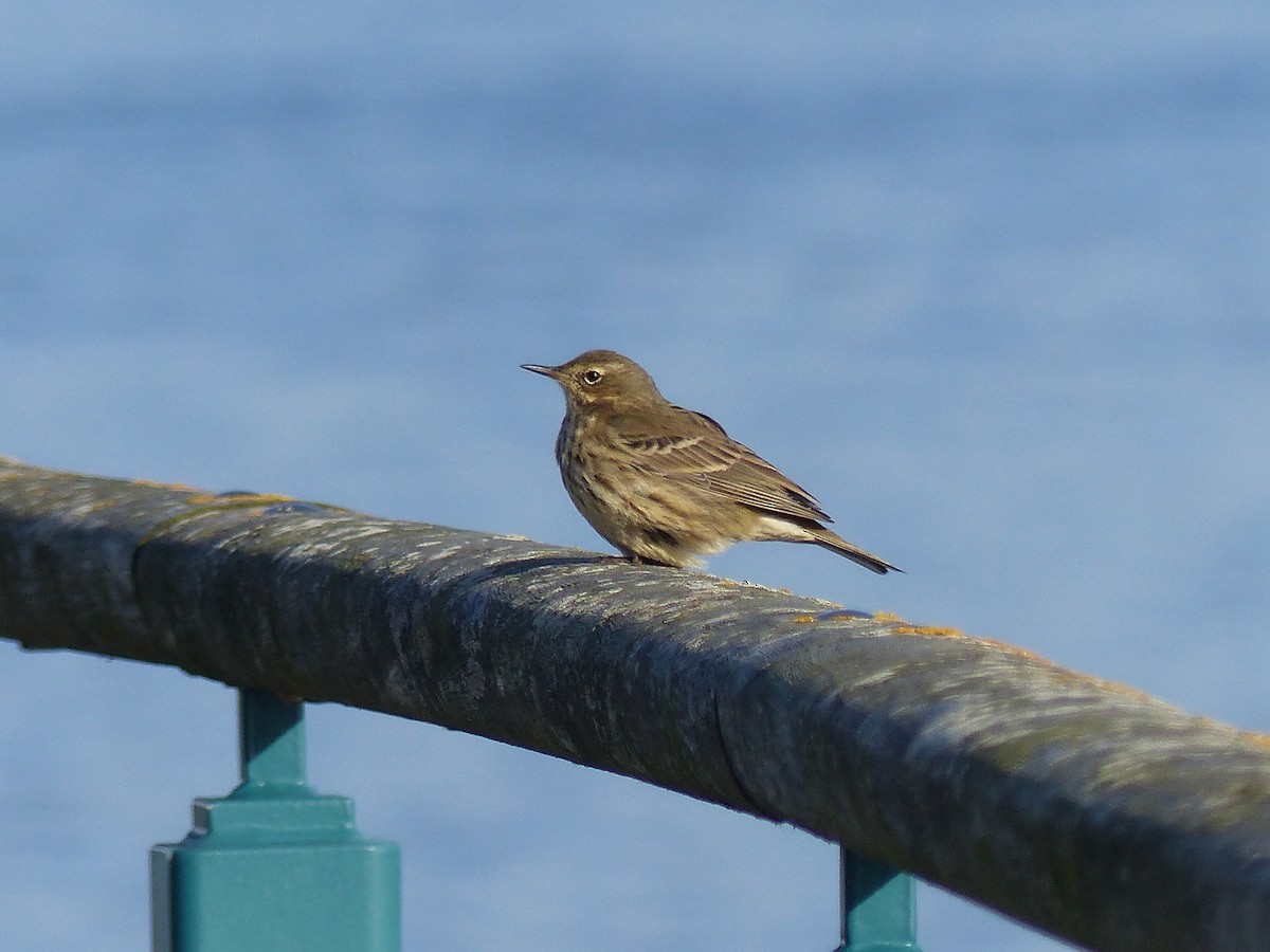 Rock Pipit - ML645007315