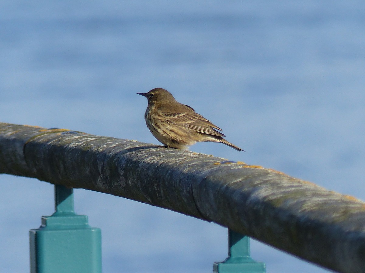 Rock Pipit - ML645007316