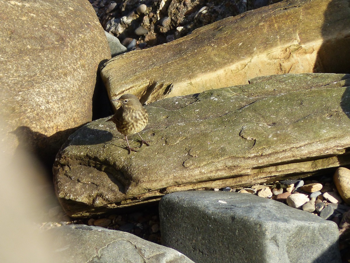 Rock Pipit - ML645007317