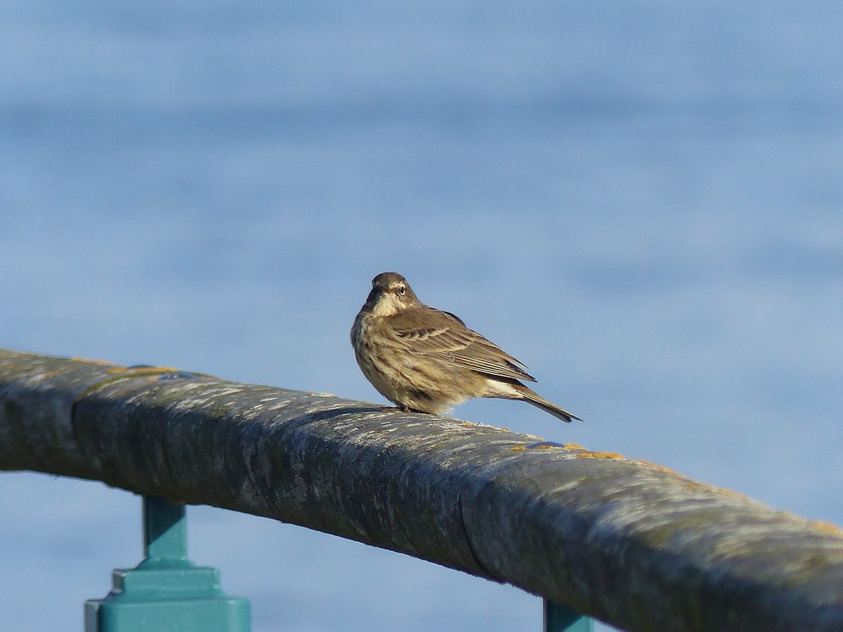 Rock Pipit - ML645007318