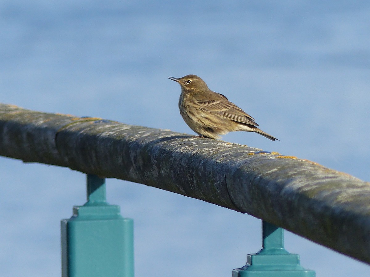 Rock Pipit - ML645007319