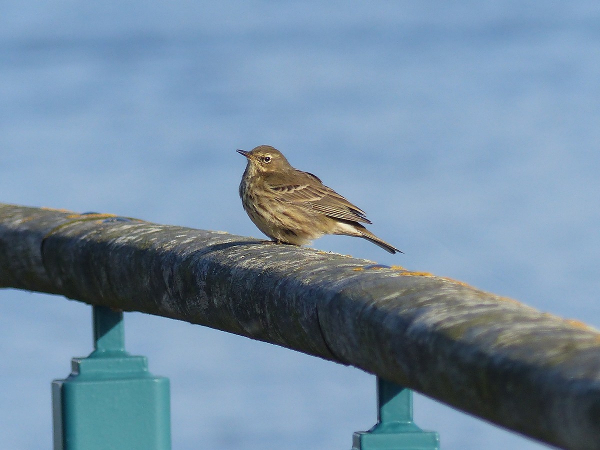 Rock Pipit - ML645007320