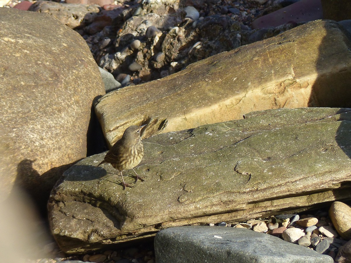 Rock Pipit - ML645007322