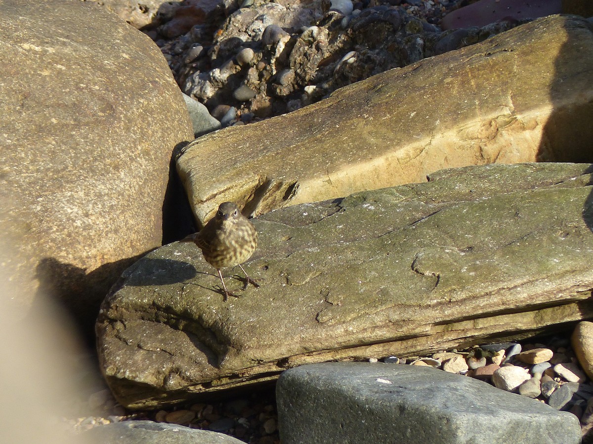 Rock Pipit - ML645007323