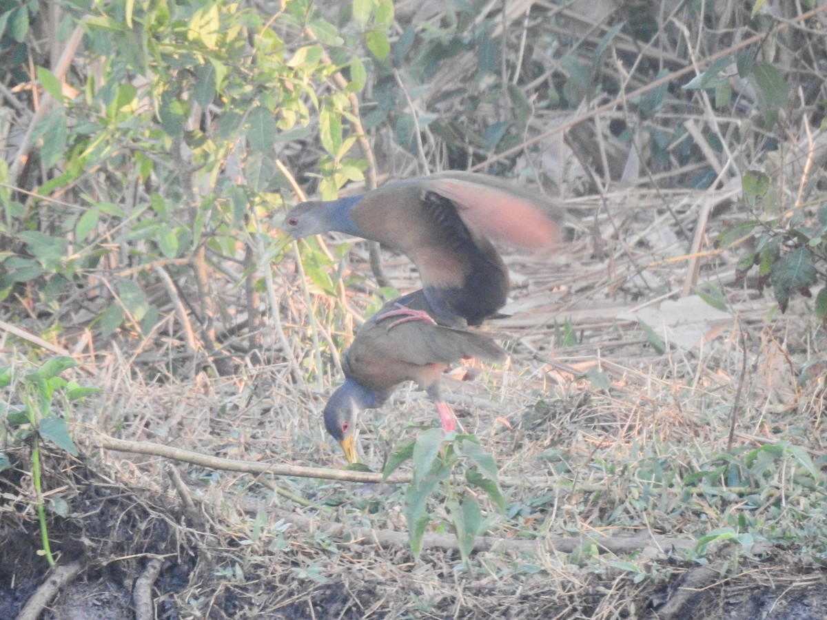 Gray-cowled Wood-Rail - ML645007351