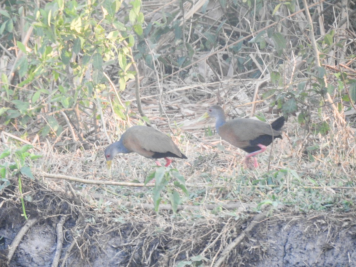 Gray-cowled Wood-Rail - ML645007352