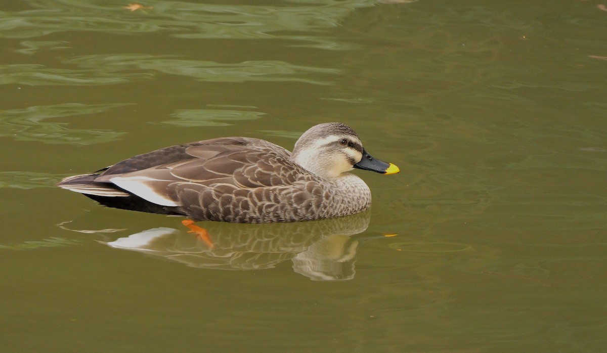 Eastern Spot-billed Duck - ML645007353