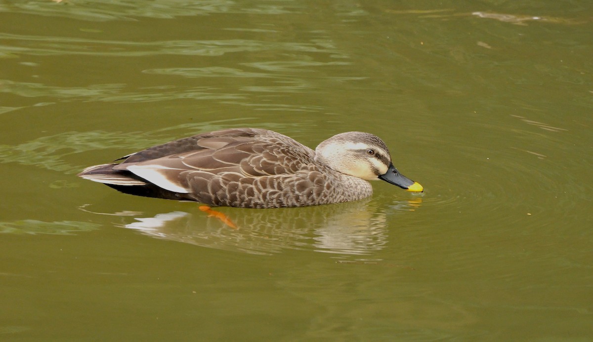 Eastern Spot-billed Duck - ML645007354