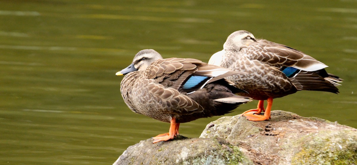 Eastern Spot-billed Duck - ML645007355