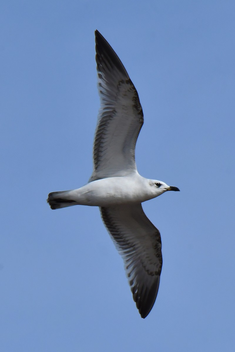 ニシズグロカモメ - ML645007359