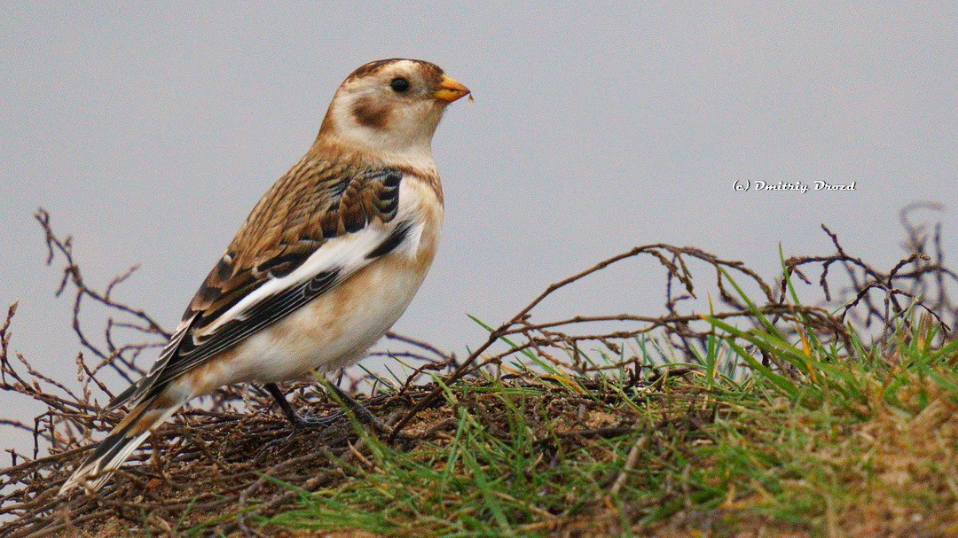 sněhule severní - ML645007373