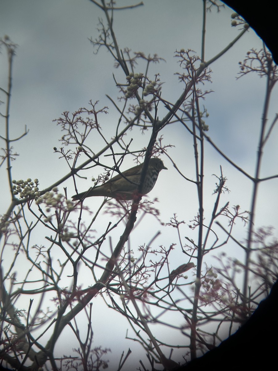 Hermit Thrush - ML645007383