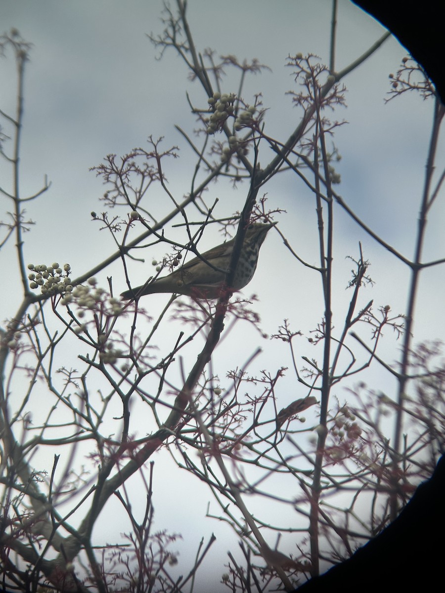 Hermit Thrush - ML645007384