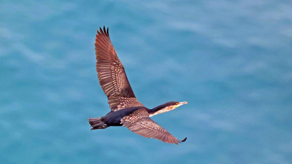 Great Cormorant (White-breasted) - ML645007386