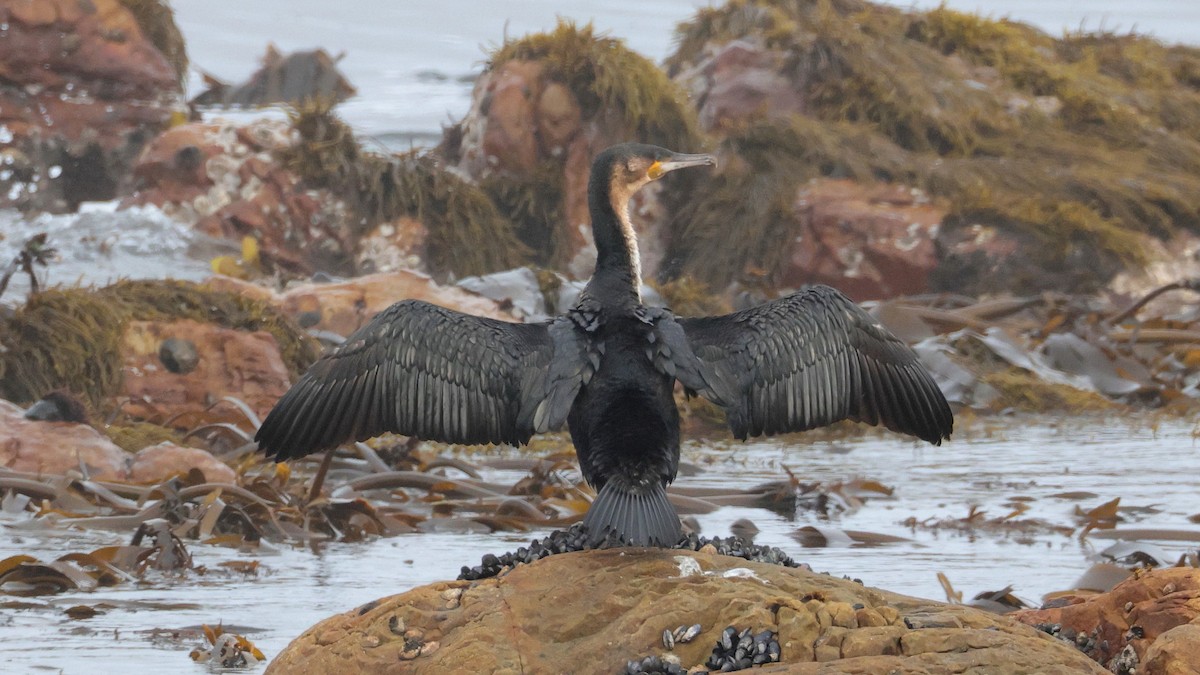 Great Cormorant (White-breasted) - ML645007389