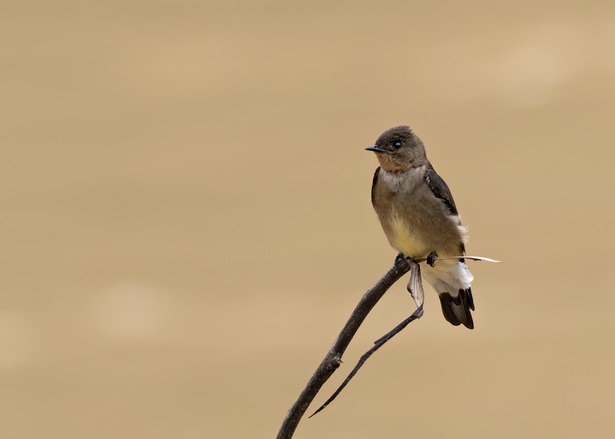 Southern Rough-winged Swallow - ML645007395