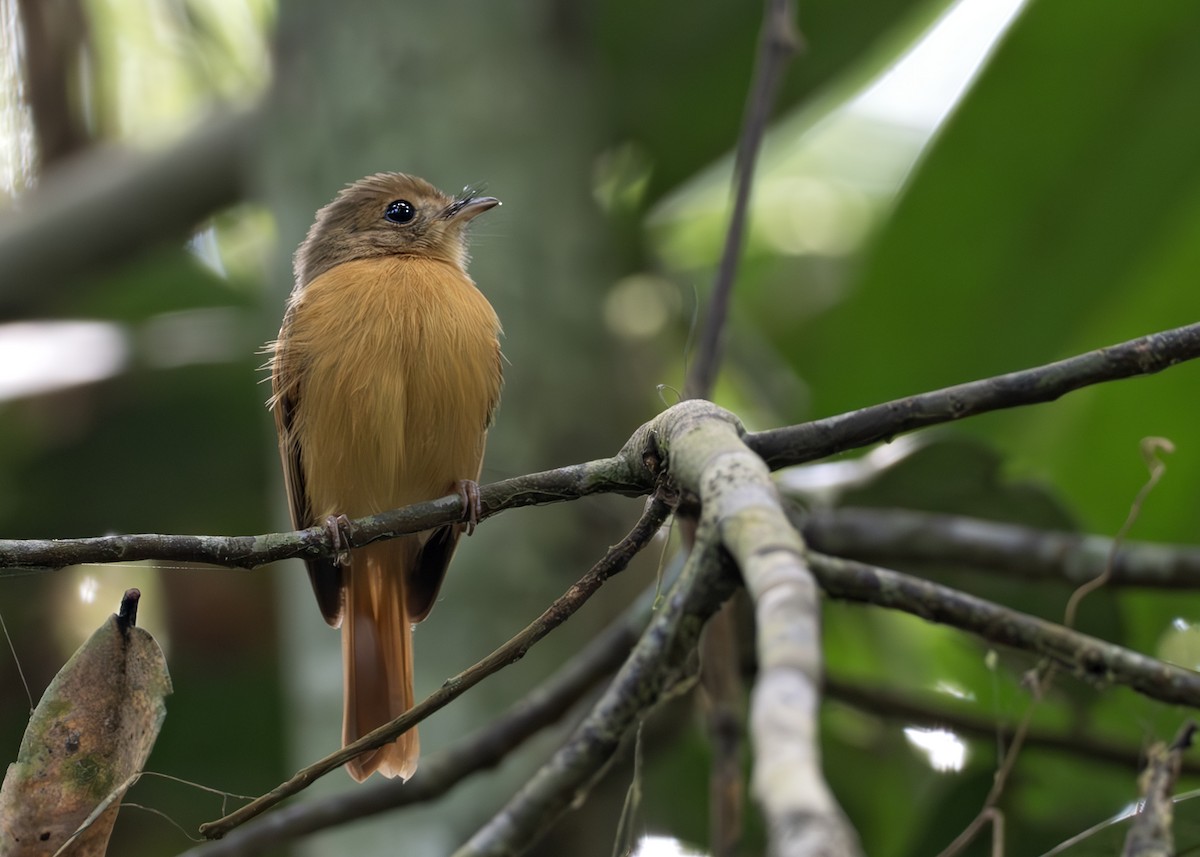 Ruddy-tailed Flycatcher - ML645007407