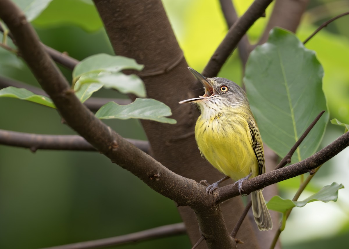 Spotted Tody-Flycatcher - ML645007418