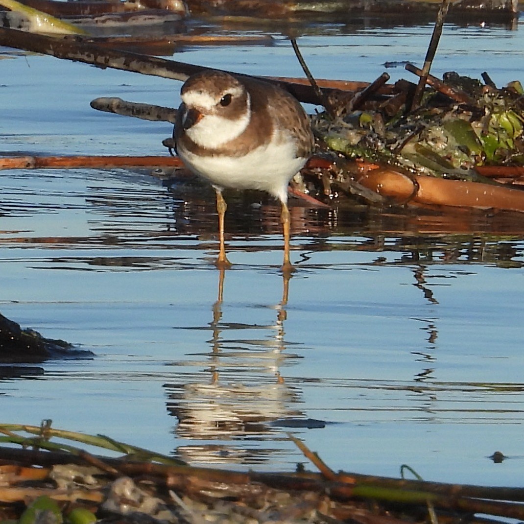 Semipalmated Plover - ML645007427
