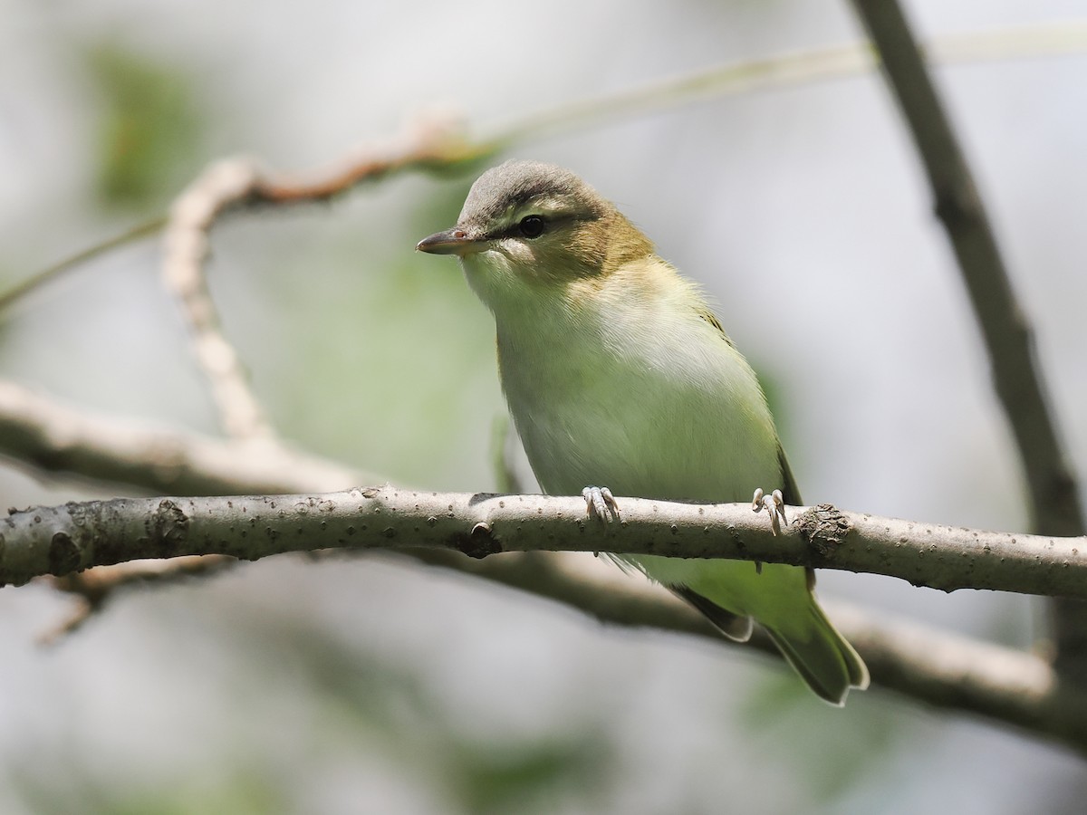 アカメモズモドキ - ML645007432