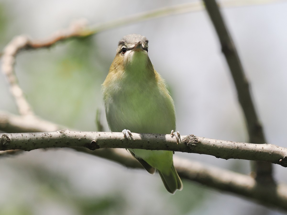 アカメモズモドキ - ML645007433