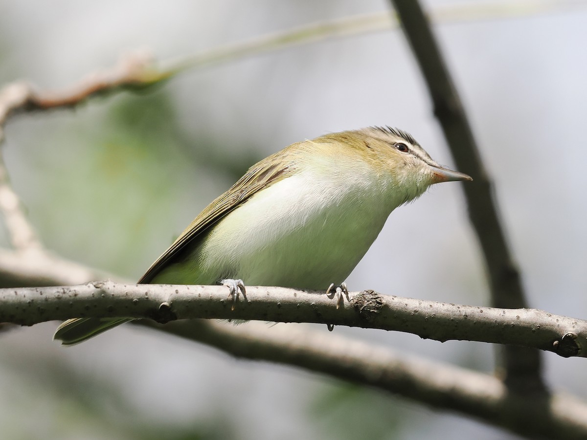 アカメモズモドキ - ML645007434