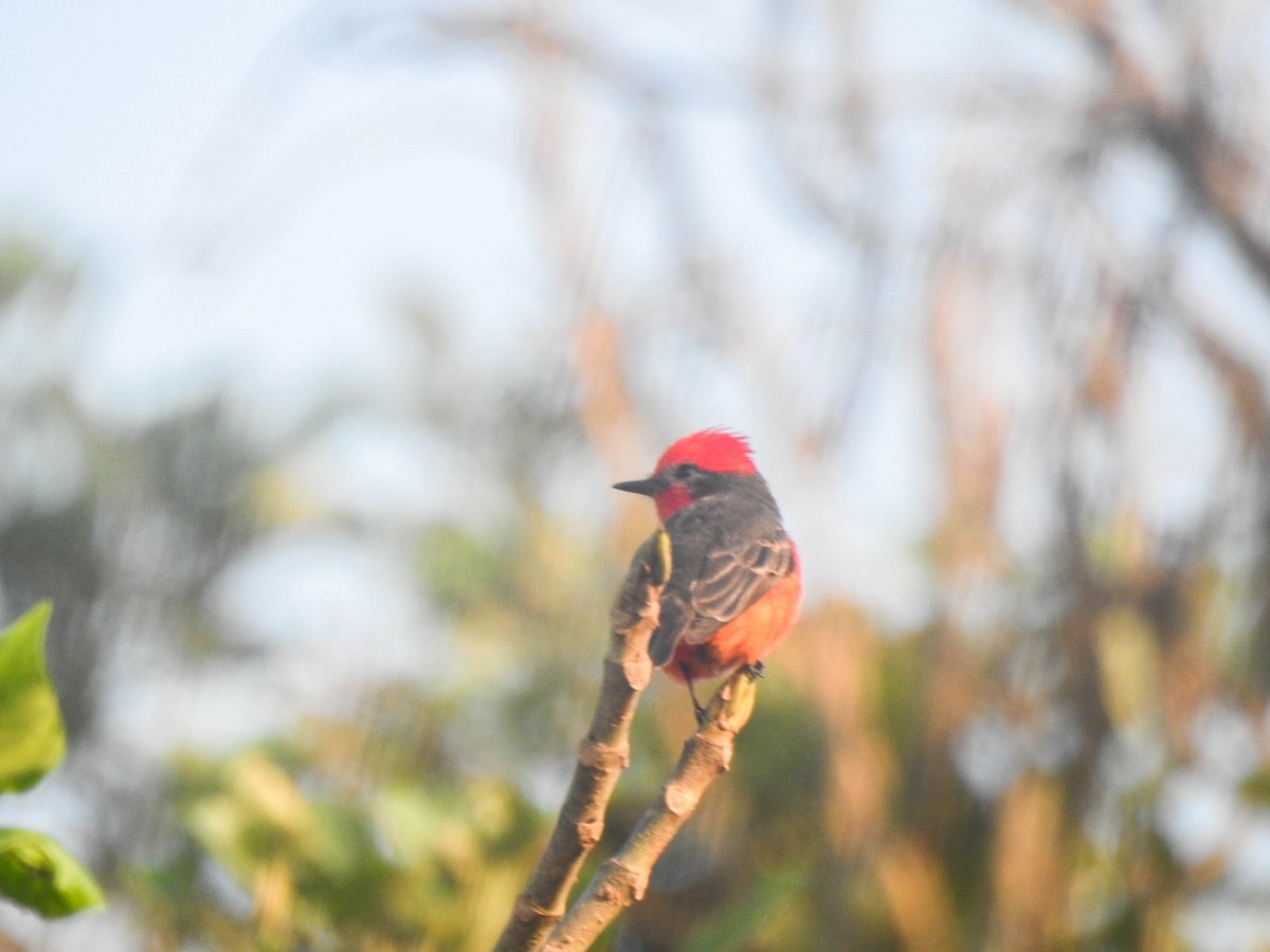 Vermilion Flycatcher - ML645007442