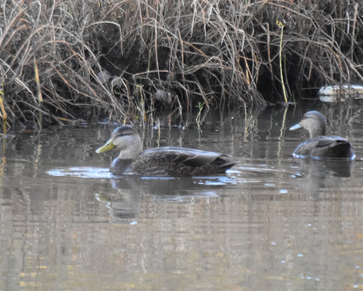 Ahate iluna - ML645007448