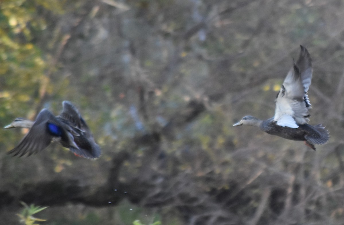 Ahate iluna - ML645007449