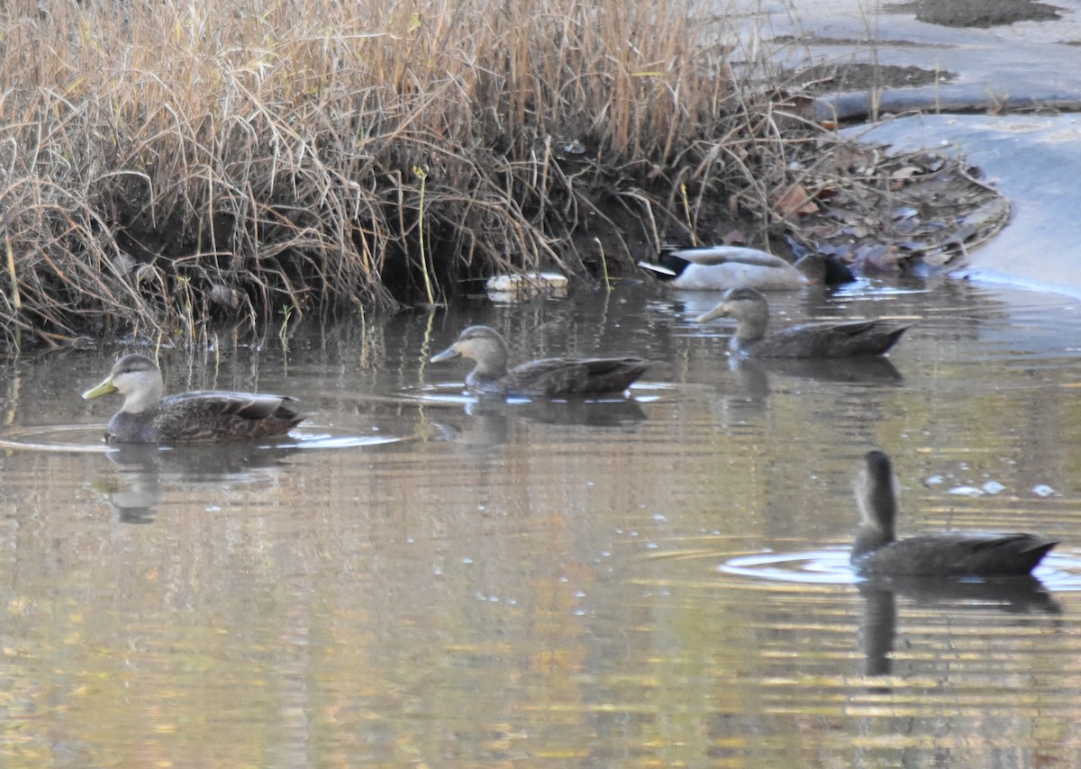 Ahate iluna - ML645007450