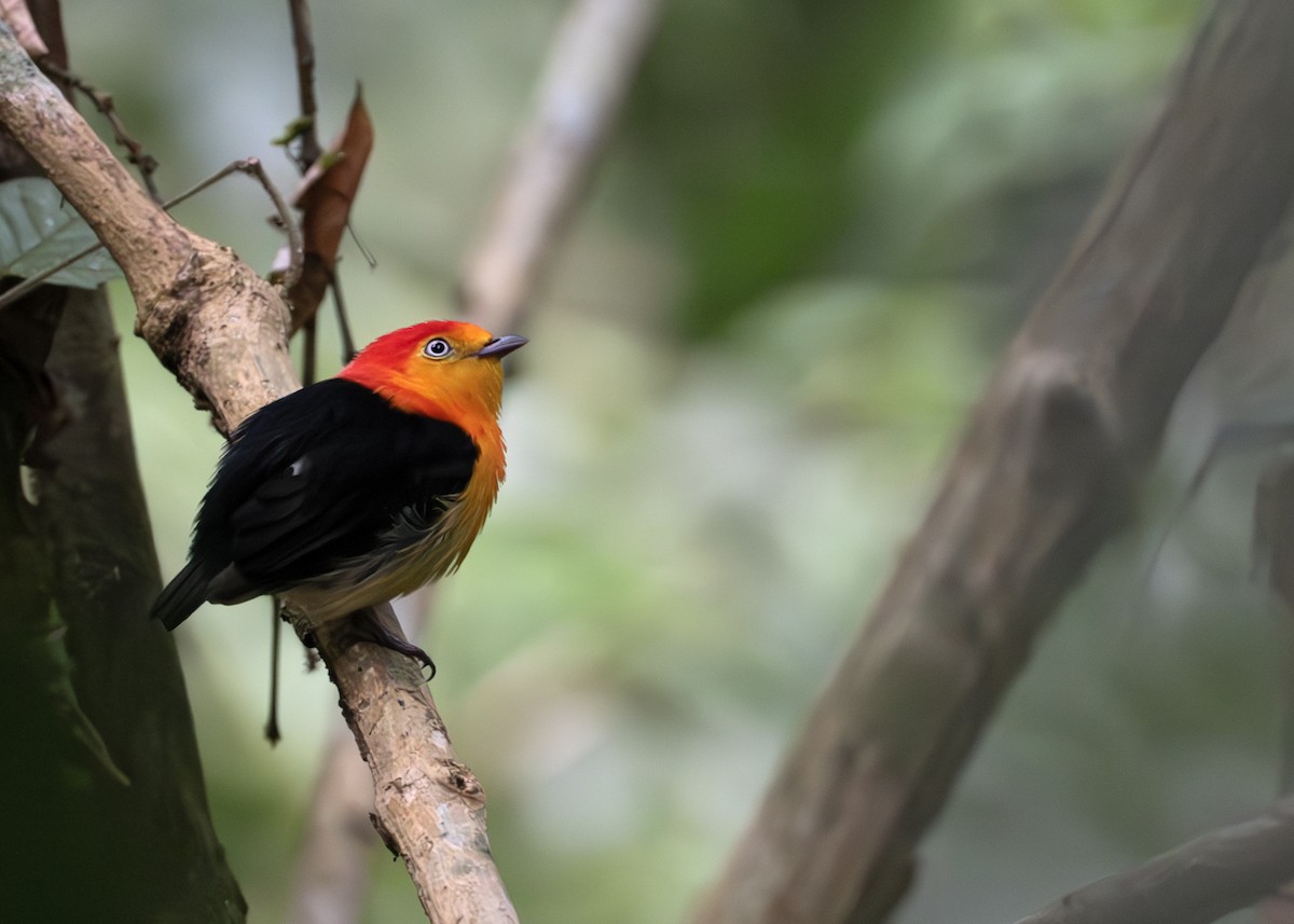 Band-tailed Manakin - ML645007452