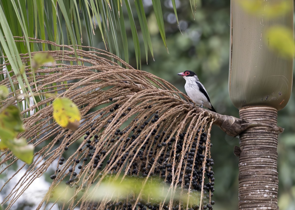 Black-tailed Tityra - ML645007474