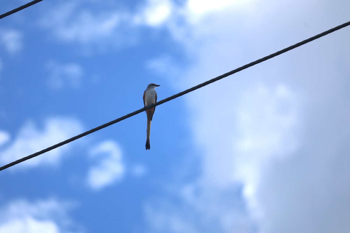 Scissor-tailed Flycatcher - ML645007475