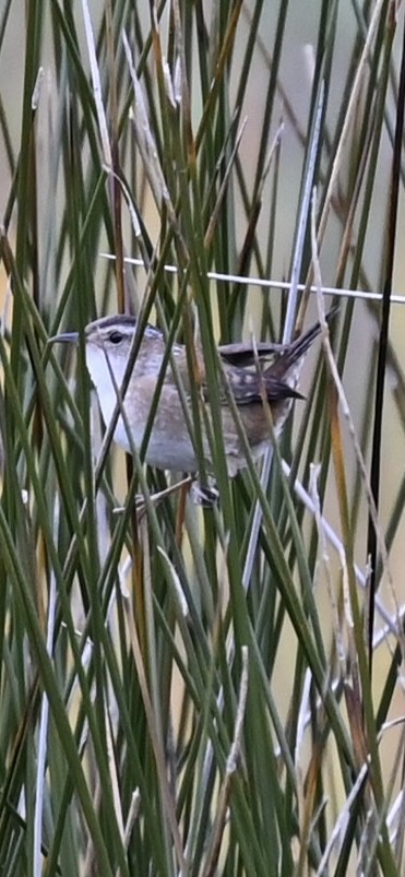 střízlík bažinný - ML645007489