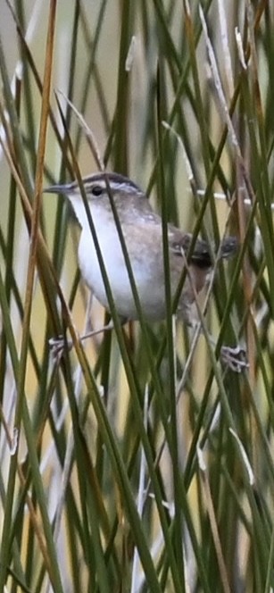 Marsh Wren - ML645007490